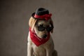 Cute labrador retriever wearing hat, sunglasses and bandana Royalty Free Stock Photo