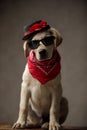 Cute labrador retriever wearing hat, sunglasses and bandana Royalty Free Stock Photo