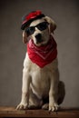 Cute labrador retriever wearing hat, sunglasses and bandana Royalty Free Stock Photo