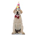 Cute labrador retriever wearing red bow tie and party hat Royalty Free Stock Photo