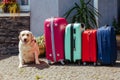 Labrador suitcase isolated baggage luggage vacation gold multicolored pink blue ready holiday summer dog pet animal expectation