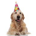 Cute labrador wearing coorful birthday hat resting and panting Royalty Free Stock Photo