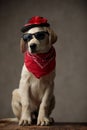Cute labrador wearing sunglasses, red bandana and hat Royalty Free Stock Photo