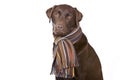 Cute Labrador with Winter Scarf