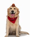 cute labrator retriever puppy wearing cowboy hat and panting Royalty Free Stock Photo