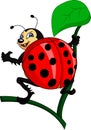 Cute lady bug cartoon Royalty Free Stock Photo