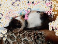 A cute lady cat having a nap Royalty Free Stock Photo