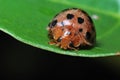 Ladybird Mating Free Stock Photo - Public Domain Pictures