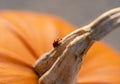 A cute ladybird with black spots climbing on pumpkin, Close up Asian Lady Beetle Harmonia axyridis, Ladybug walking on dry stem of Royalty Free Stock Photo