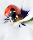 Cute ladybird up close Royalty Free Stock Photo