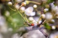 Ladybug on the branch with white flowers of blossoming cherry plum tree in the spring garden, natural outdoor seasonal background Royalty Free Stock Photo