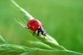Cute LadyBug - Happyness sign Royalty Free Stock Photo