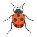 Cute ladybug or ladybird simple flat design red and black. Vector insect illustration isolated on white background Royalty Free Stock Photo