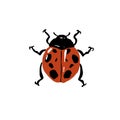 Cute ladybug, realistic ladybird, garden coccinellidae, lady beetle. Red bug with black spots. Spotted insect. Small