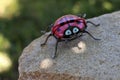 Cute ladybug stone and metal art