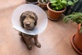 cute lagotto romagnolo dog with dog elizabethan collar Royalty Free Stock Photo