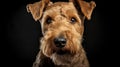 cute lakeland terrier