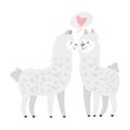 Cute lama. Alpaca animal