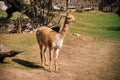 Cute lama in zoological garden