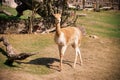 Cute lama in zoological garden