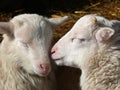 Cute lamb Royalty Free Stock Photo