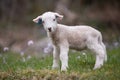 Cute lamb Royalty Free Stock Photo