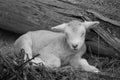 Cute lamb on farm