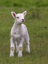 Cute lamb on field