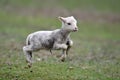 Cute lamb on field in spring Royalty Free Stock Photo