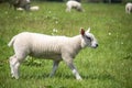 Cute lamb in a grassy meadow. Taken in Scotland, United Kingdom. Royalty Free Stock Photo