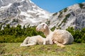 Cute lamb with her mother resting on mountain meadow.