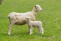 Cute lamb and mother sheep in meadow Royalty Free Stock Photo