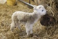Cute Lamb Portrait