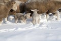 Cute lamb in snow with many sheep in winter meadow Royalty Free Stock Photo