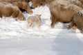 Cute lamb in snow with many sheep in winter meadow Royalty Free Stock Photo