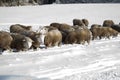 Cute lamb in snow with many sheep in winter meadow Royalty Free Stock Photo