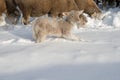 Cute lamb in snow with many sheep in winter meadow Royalty Free Stock Photo