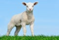 Cute lamb in spring Royalty Free Stock Photo