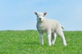 Cute lamb in spring Royalty Free Stock Photo