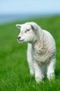 Cute lamb in spring Royalty Free Stock Photo