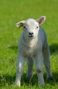 Cute lamb in spring Royalty Free Stock Photo