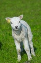 Cute lamb in spring Royalty Free Stock Photo