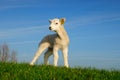 Cute lamb in spring Royalty Free Stock Photo