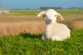 Cute lamb in spring Royalty Free Stock Photo