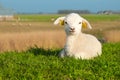 Cute lamb in spring