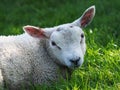 Cute Lamb