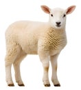Cute lamb standing proudly on a white background, showcasing its fluffy wool and curious expression in a studio setting Royalty Free Stock Photo