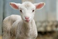 Cute lamb tongue out Royalty Free Stock Photo