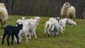 Cute lambs close up Royalty Free Stock Photo