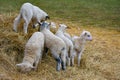 Cute lambs close up Royalty Free Stock Photo